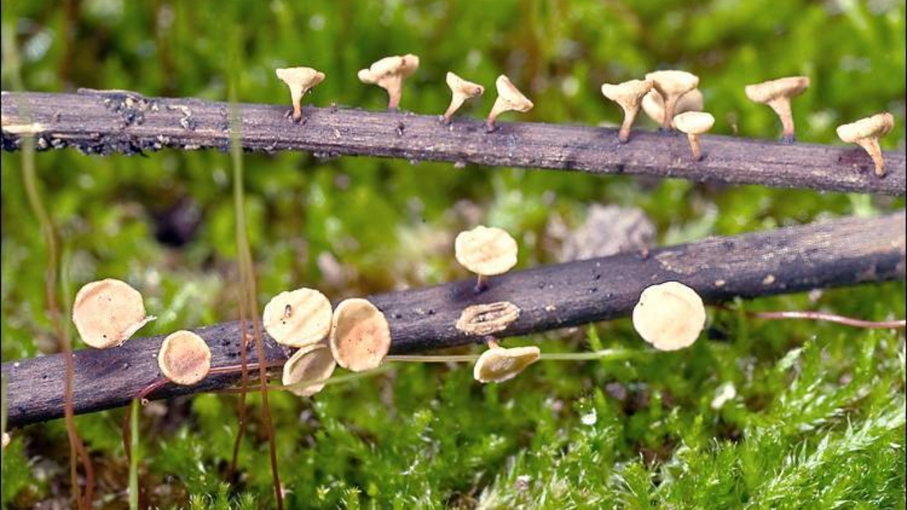 foto schimmel van de wageningen universiteit _0